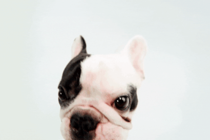 Paws & Stay - Bring Fido along.