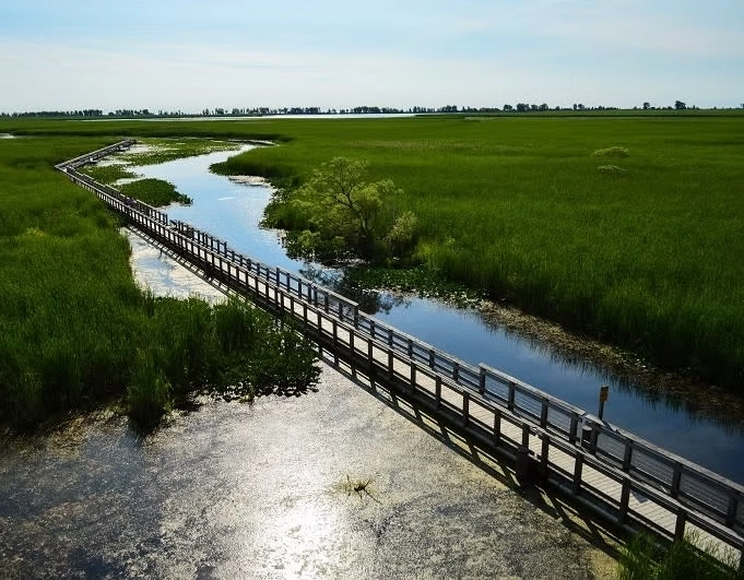Point Pelee National Park boardwalk and marsh