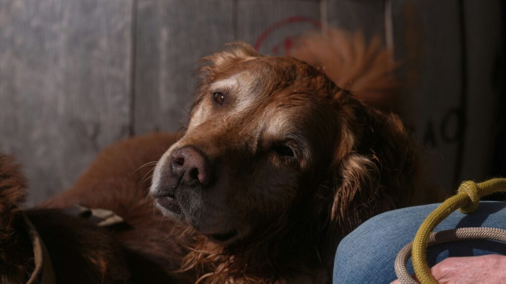 Golden retriever relaxing beside winery patio seating in Ontario wine country